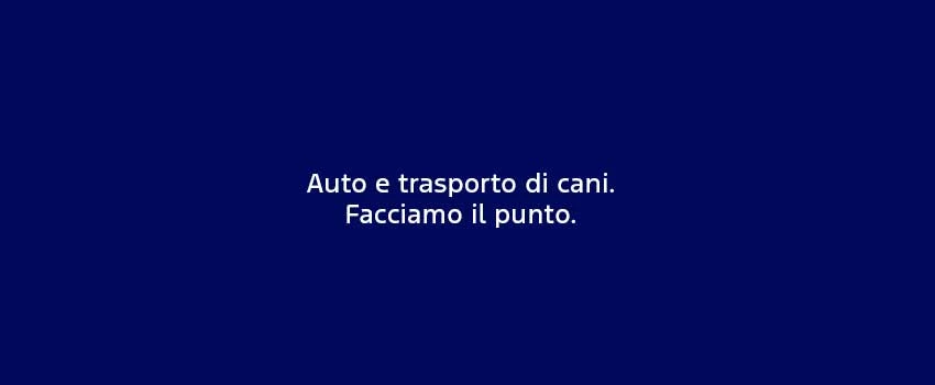 Auto E Trasporto Di Cani Facciamo Il Punto